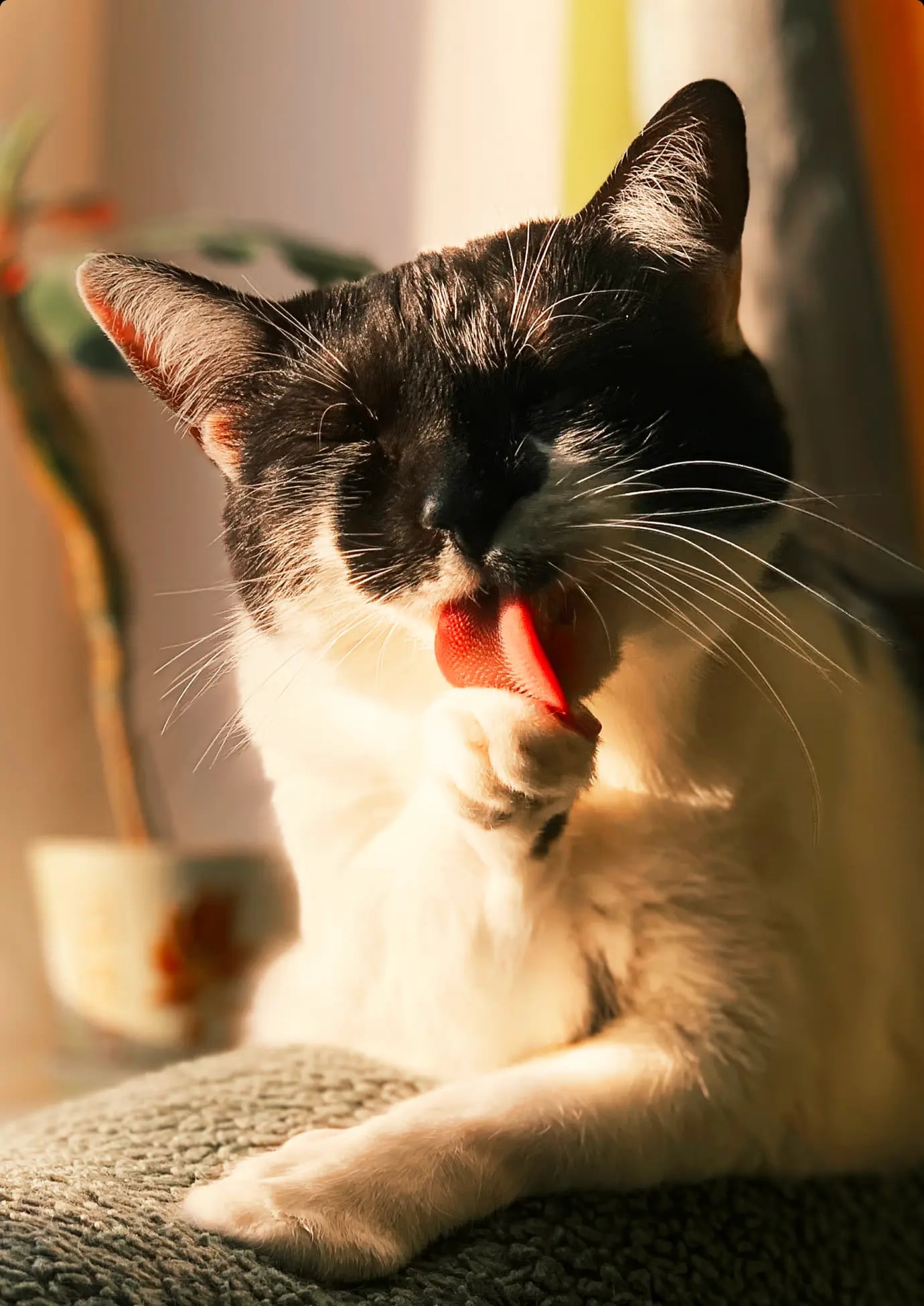 Frame 1000003521 (7)